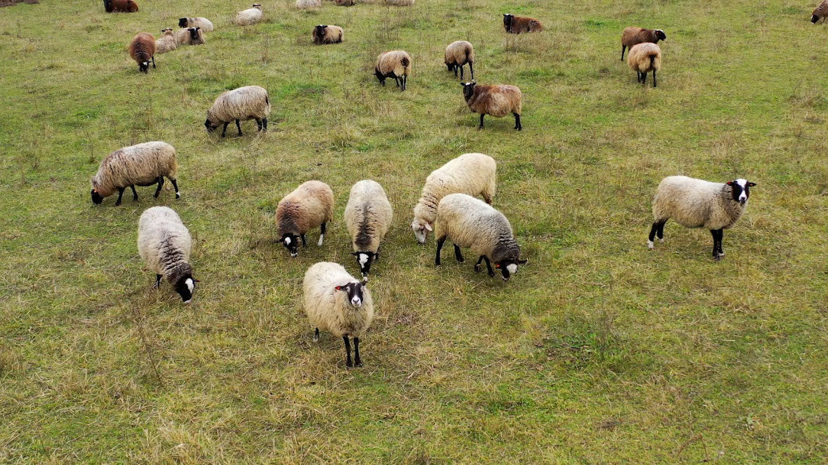 New Zealand sheep grazing in a field