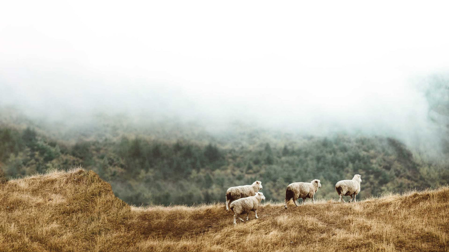 New Zealand Sheep Grazing On A Foggy Hilltop